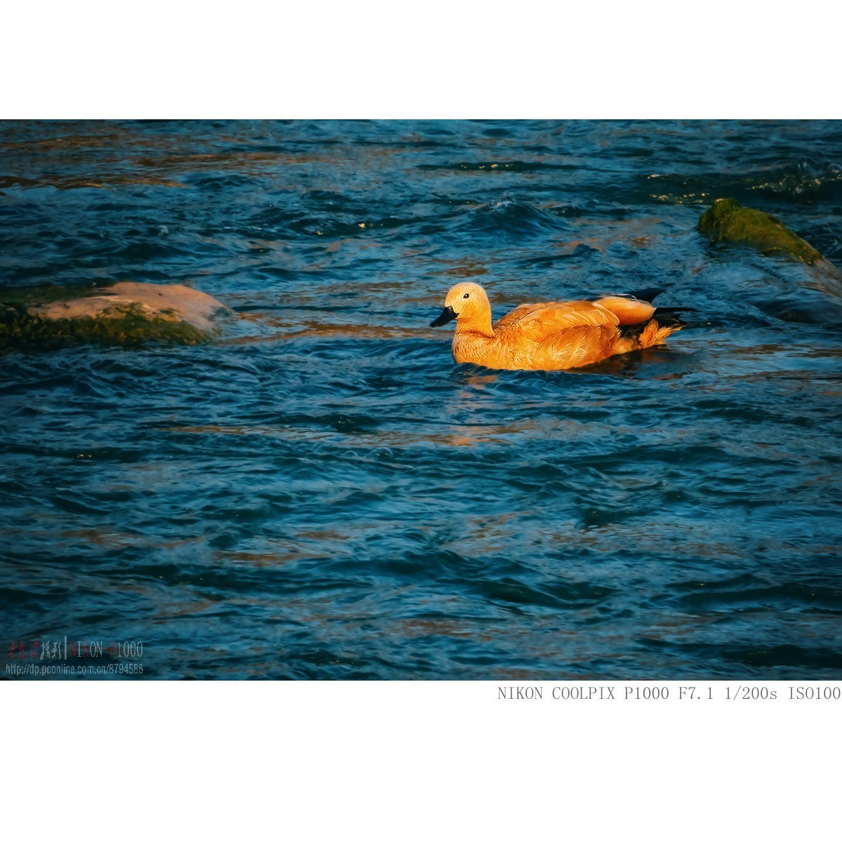 暮光里的赤麻鸭