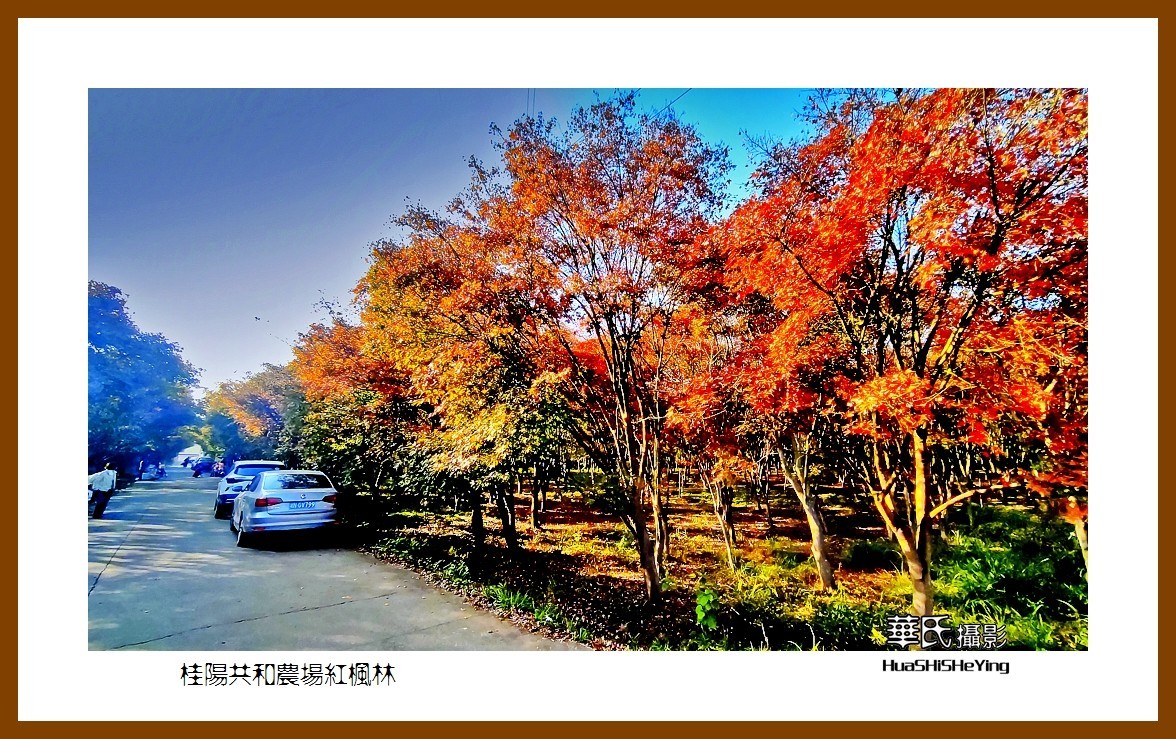 2021南行慢游（湖南095）——桂阳共和农场红枫林之一（郴州市）