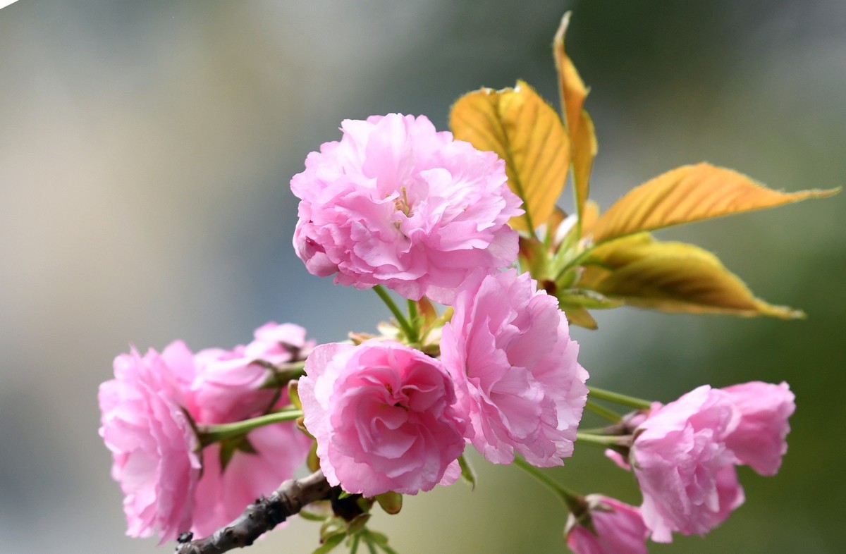 春拍花花