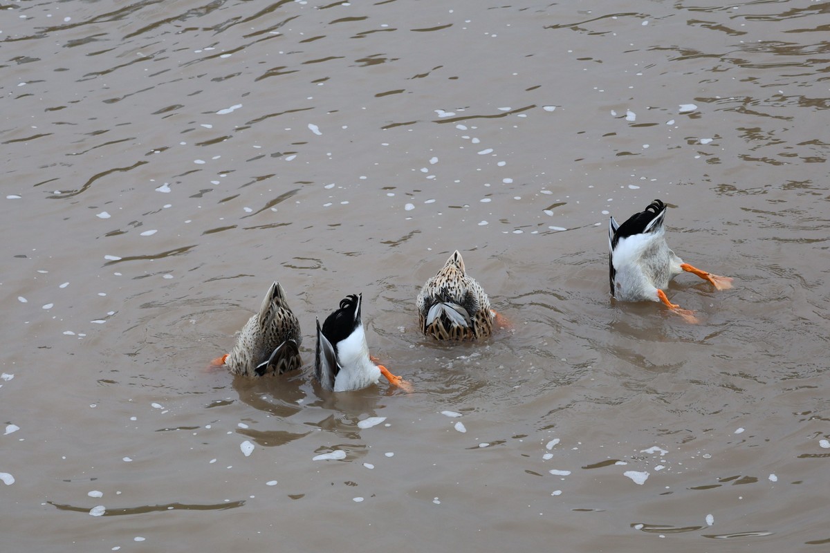 R62太冷清，还是回来发帖