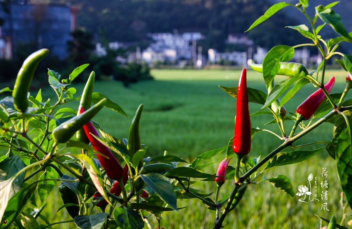 加油之城，美美安龙。美丽乡村，丰收在望。