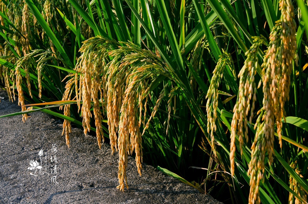 加油之城，美美安龙。美丽乡村，丰收在望。