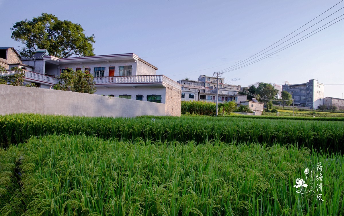 加油之城，美美安龙。美丽乡村，丰收在望。