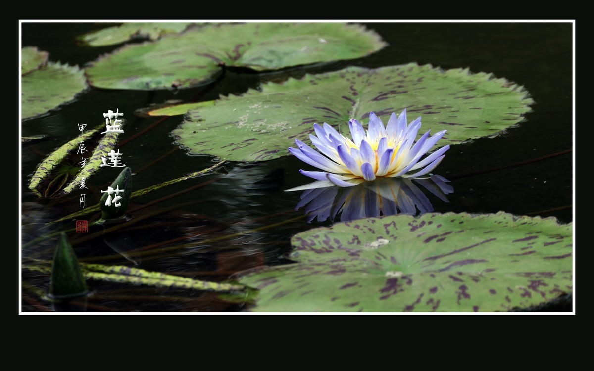 禅意浓浓的蓝莲花
