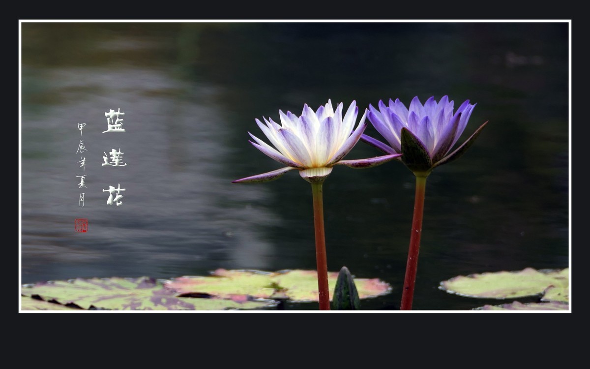 禅意浓浓的蓝莲花