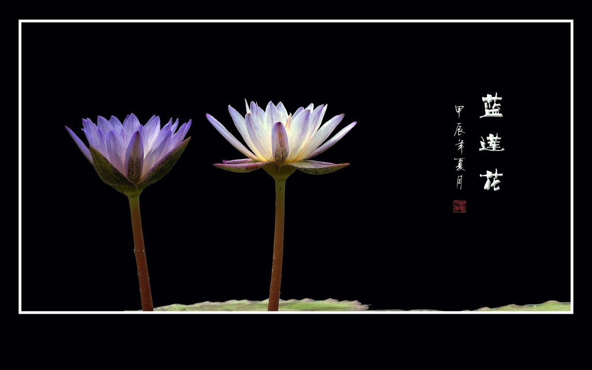 禅意浓浓的蓝莲花