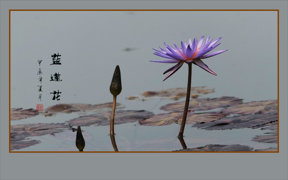 禅意浓浓的蓝莲花