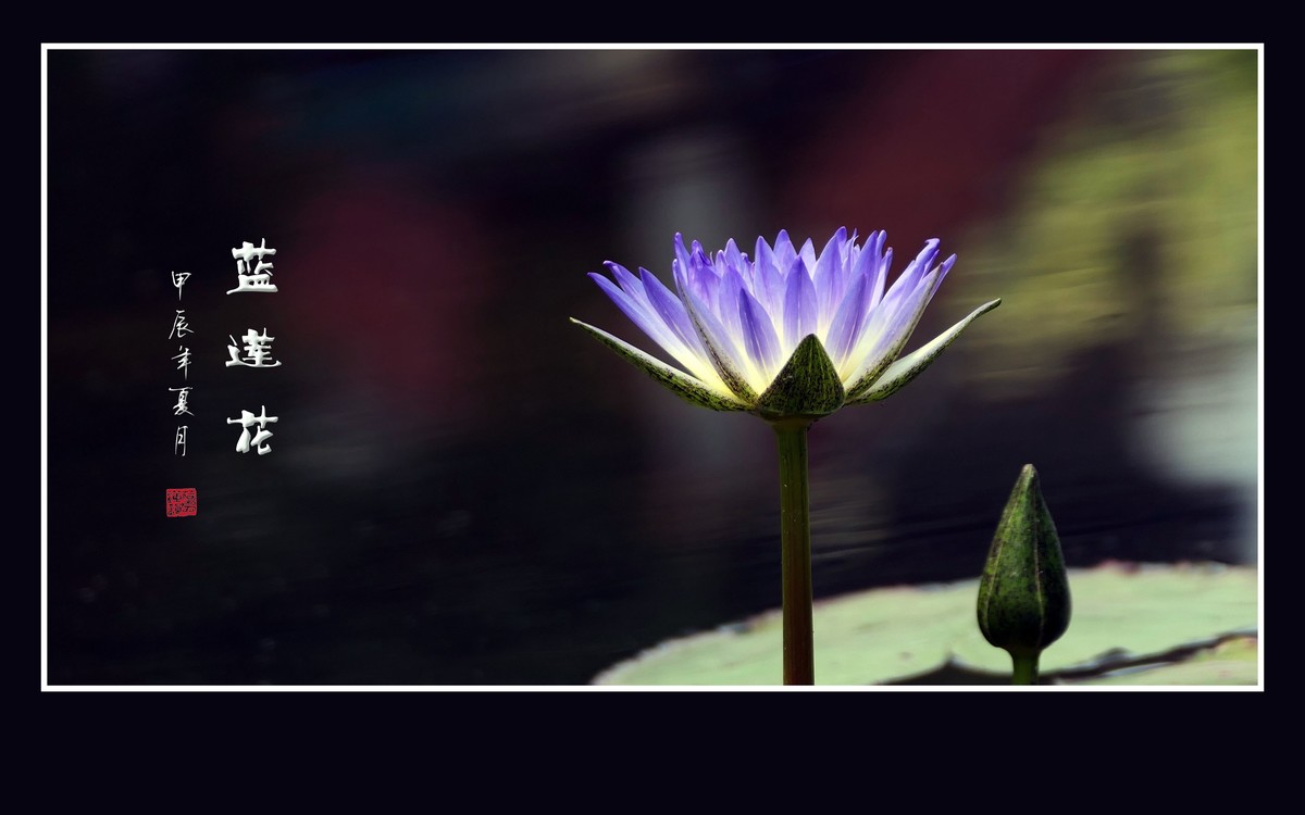 禅意浓浓的蓝莲花