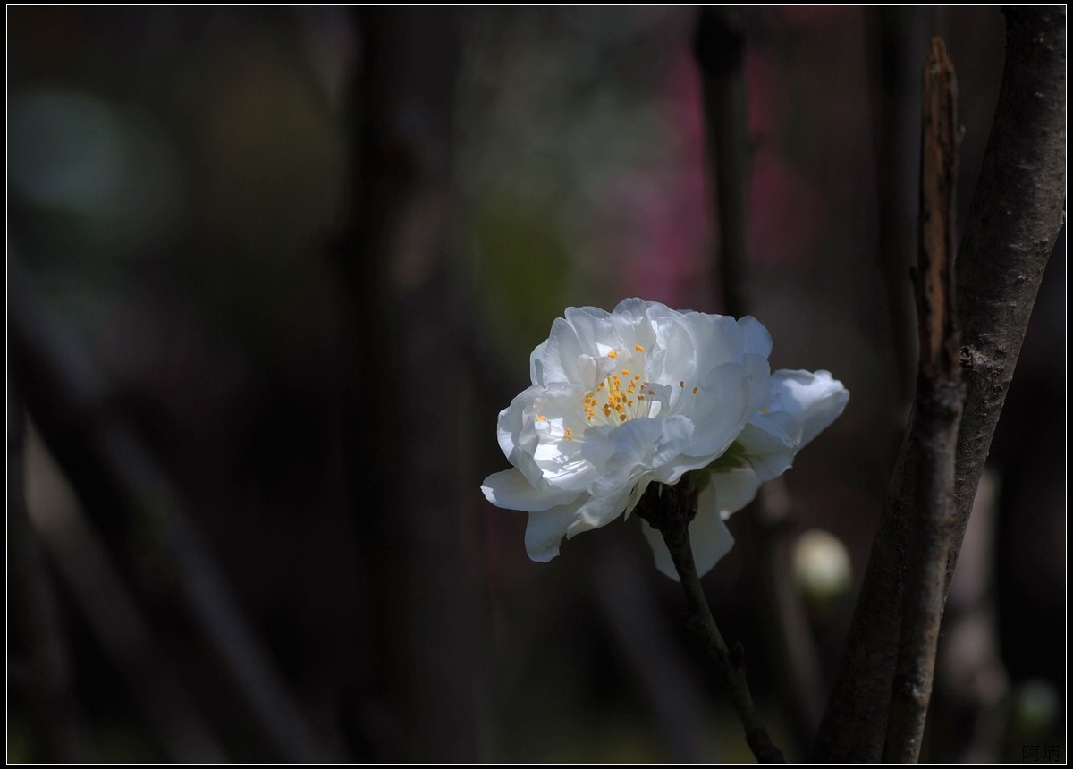 花卉练习（桃花）