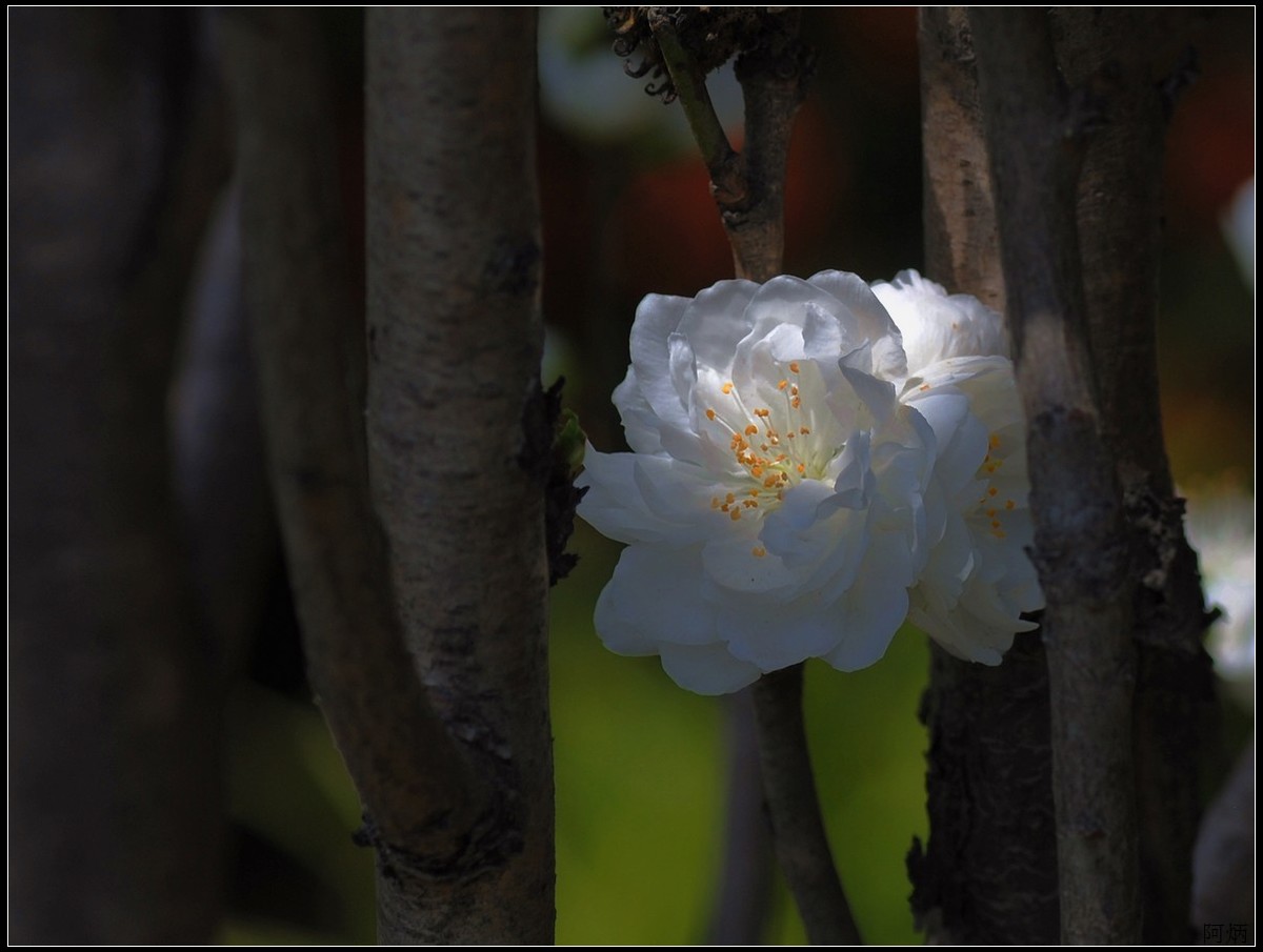 花卉练习（桃花）