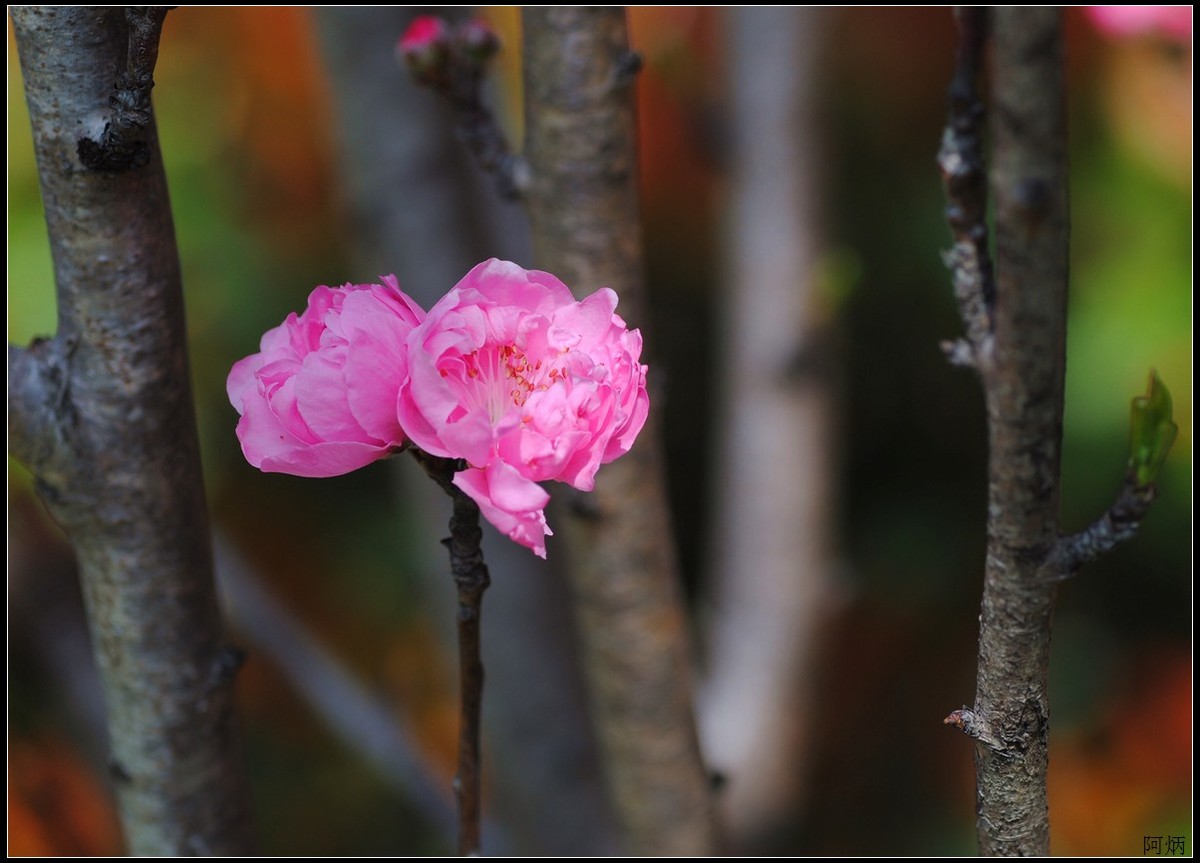 花卉练习（桃花）