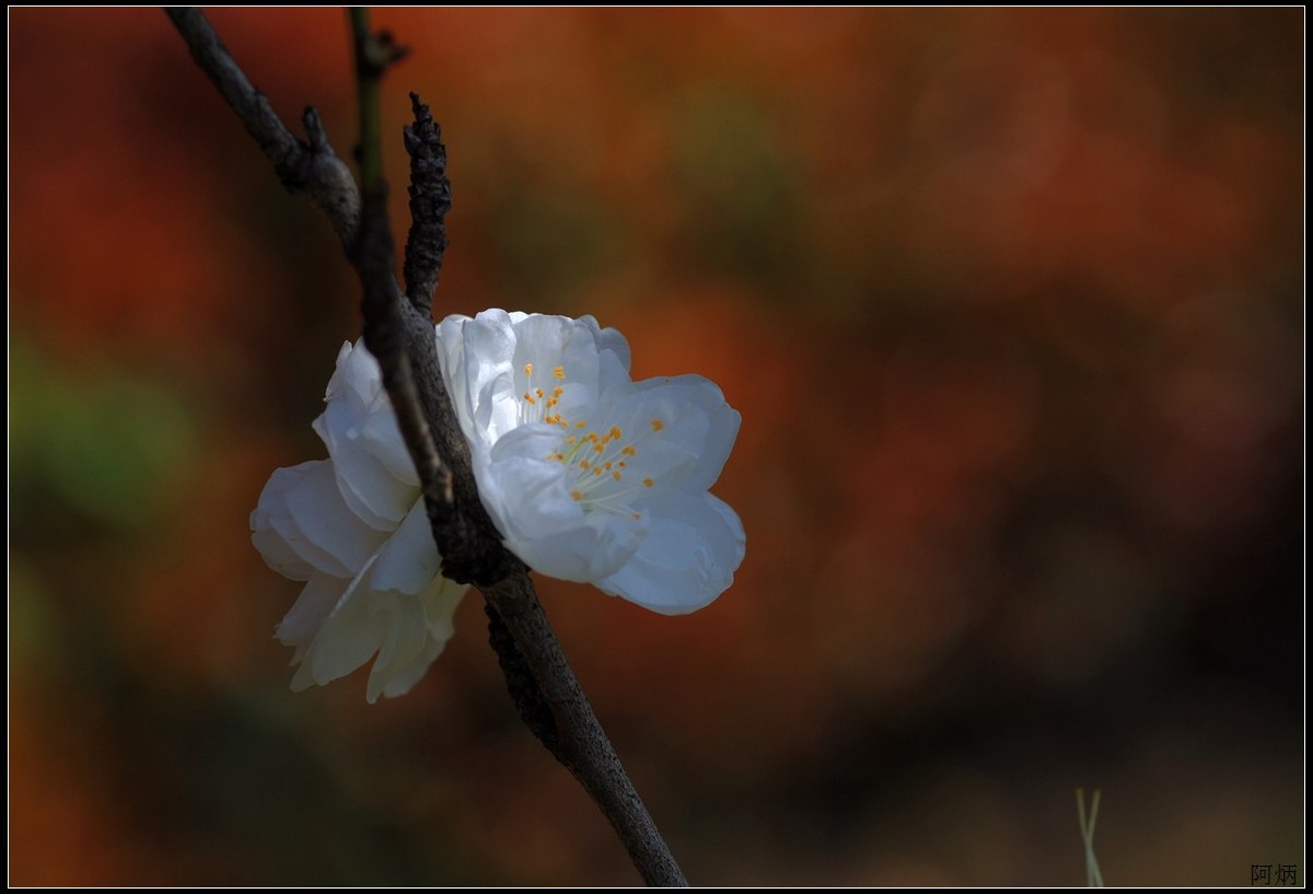花卉练习（桃花）