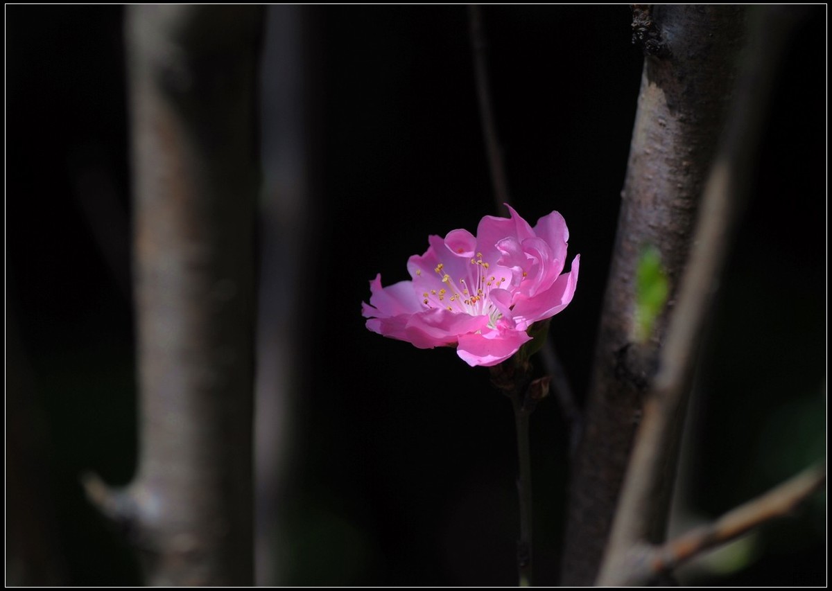 花卉练习（桃花）