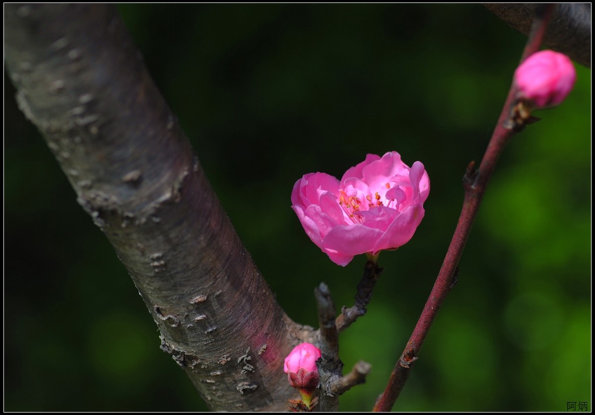 花卉练习（桃花）