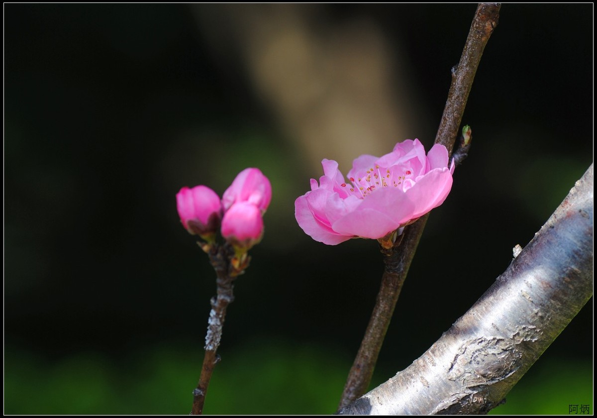 花卉练习（桃花）