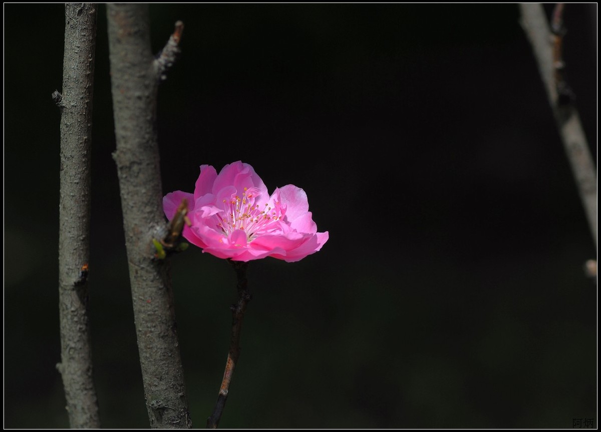 花卉练习（桃花）