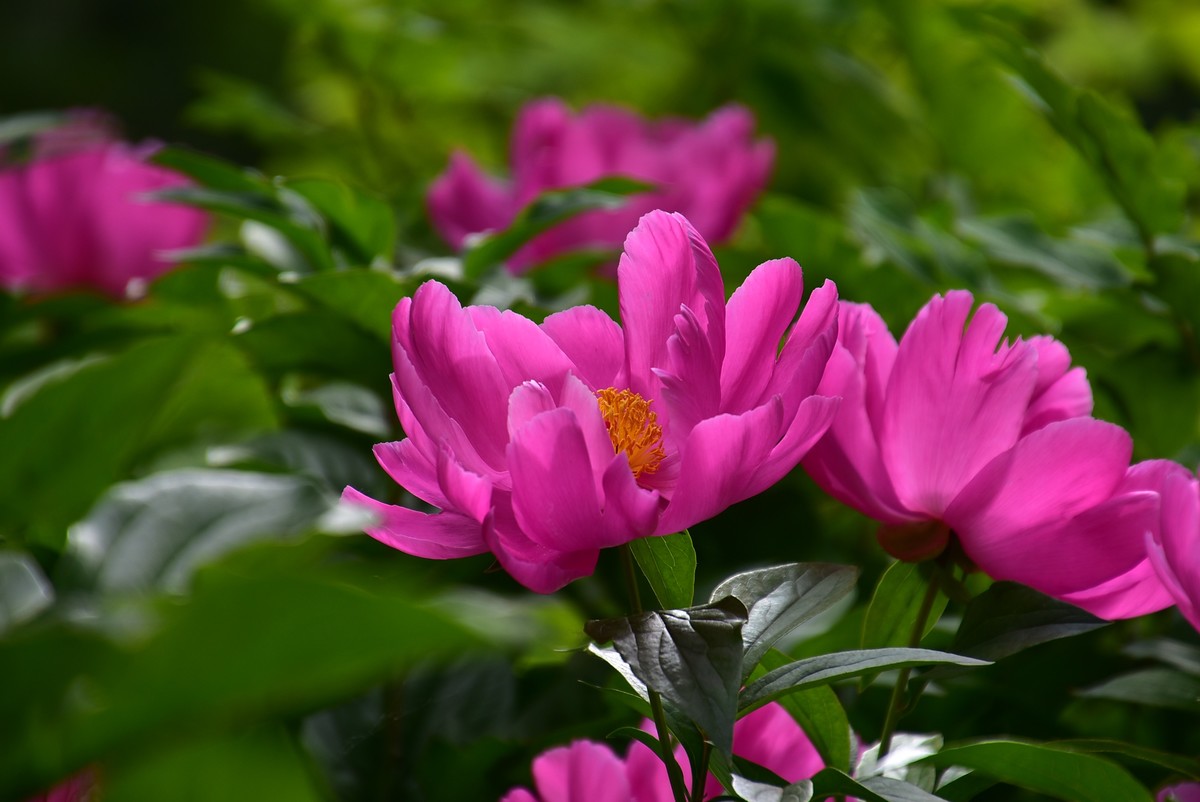 古城西安牡丹园的芍药花