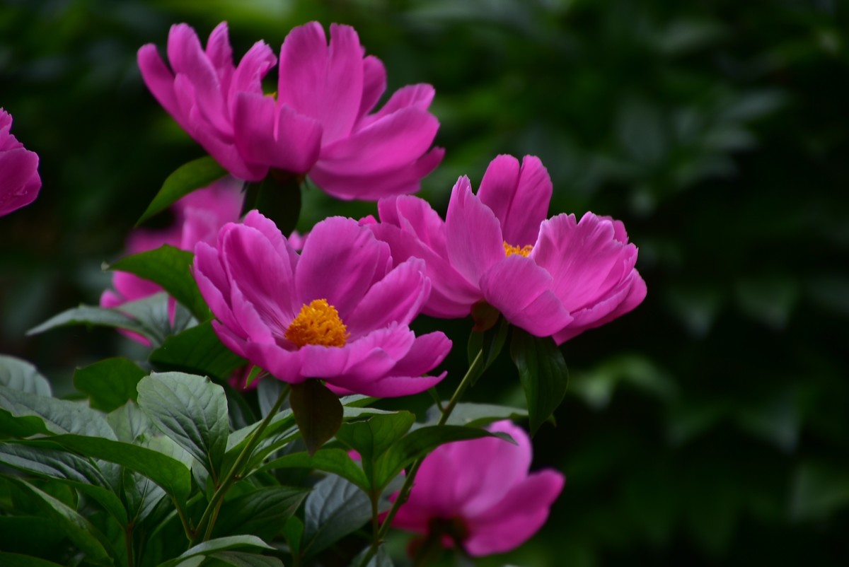 古城西安牡丹园的芍药花