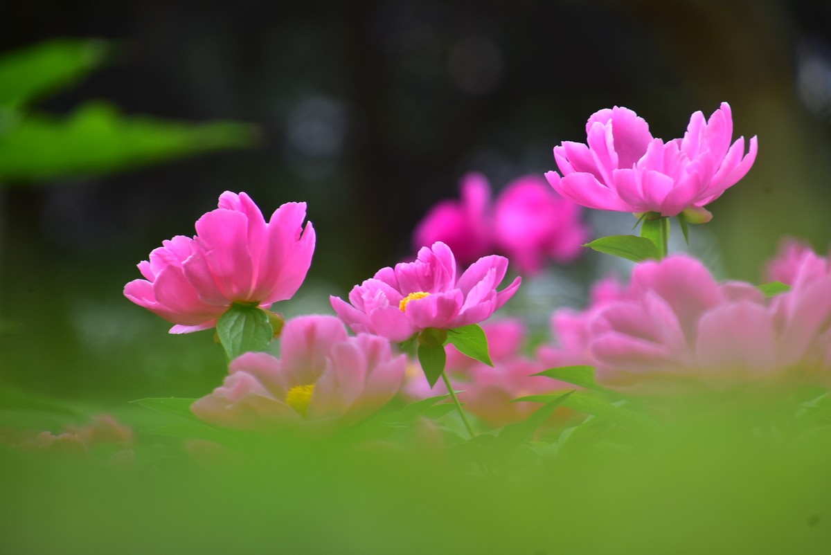 古城西安牡丹园的芍药花