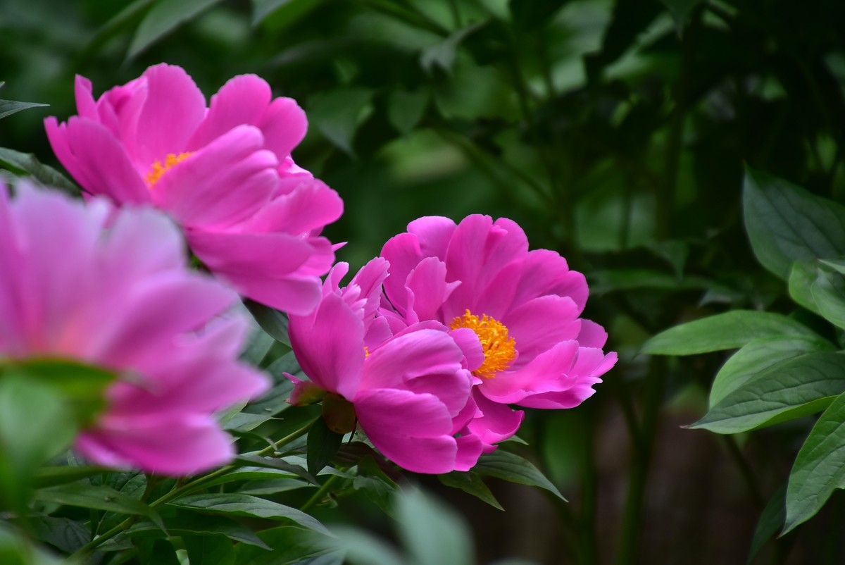 古城西安牡丹园的芍药花