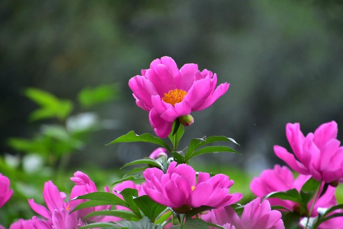 古城西安牡丹园的芍药花