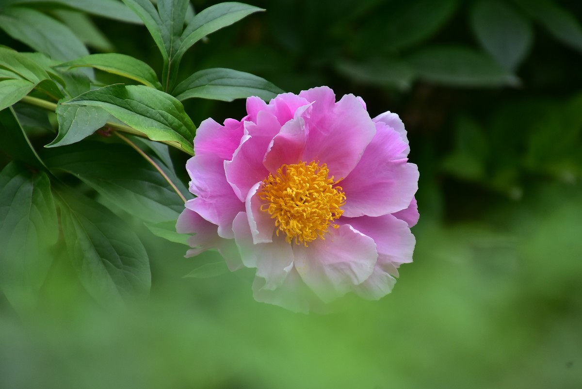 古城西安牡丹园的芍药花