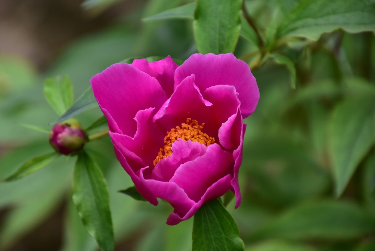 古城西安牡丹园的芍药花