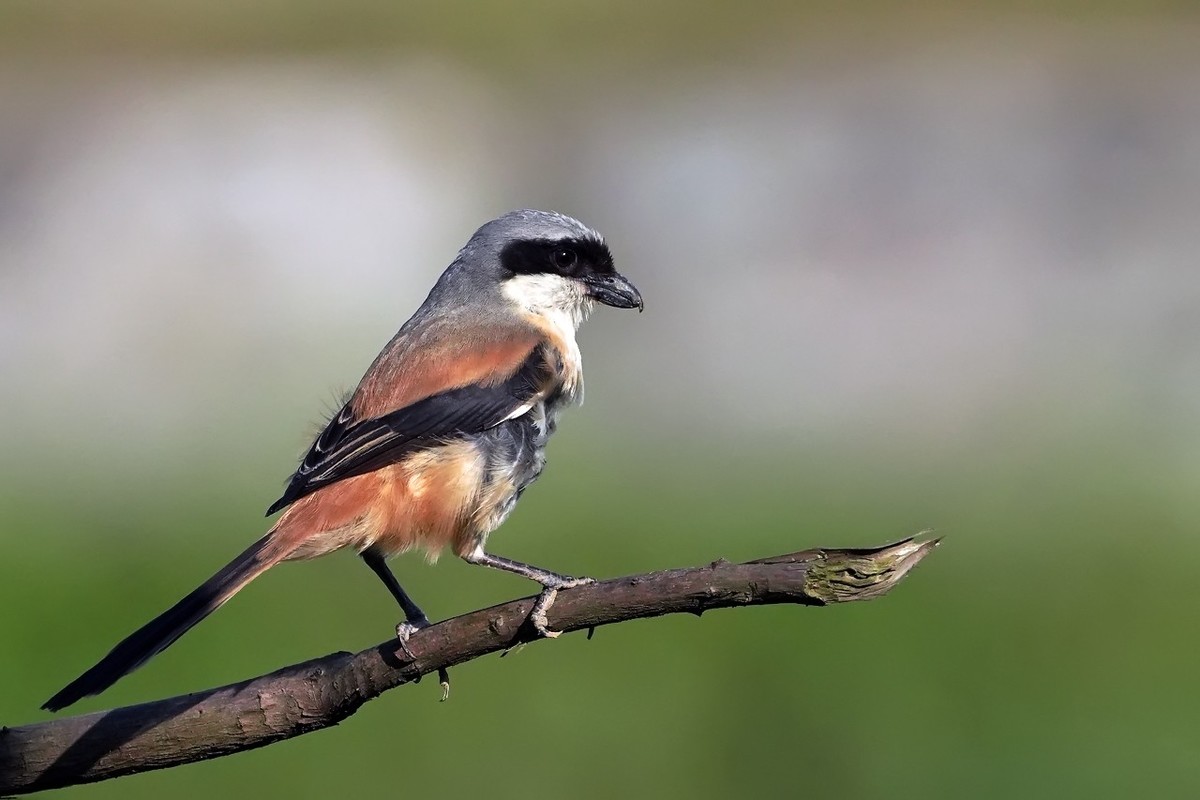 旧片_棕背伯劳2