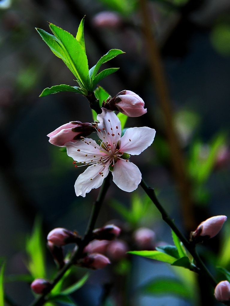 桃花=4