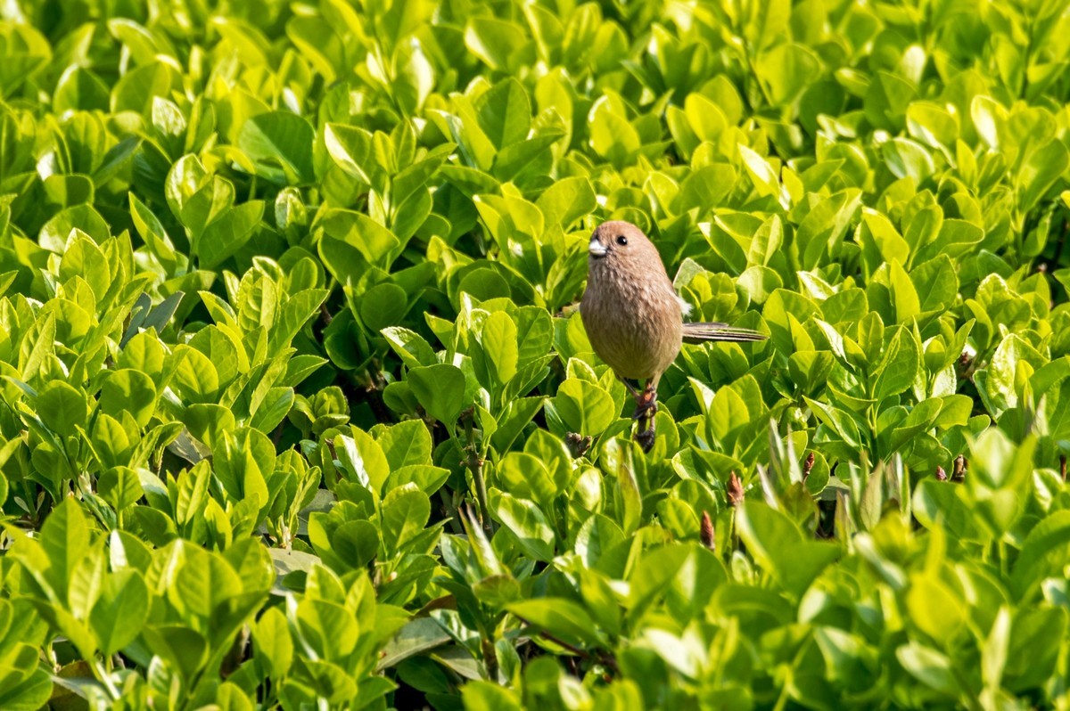 春天的粽头鸦雀（二）