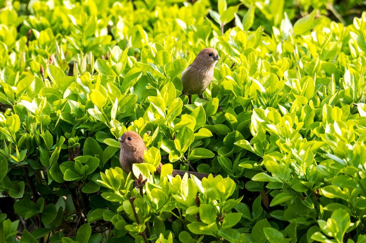 春天的粽头鸦雀（二）
