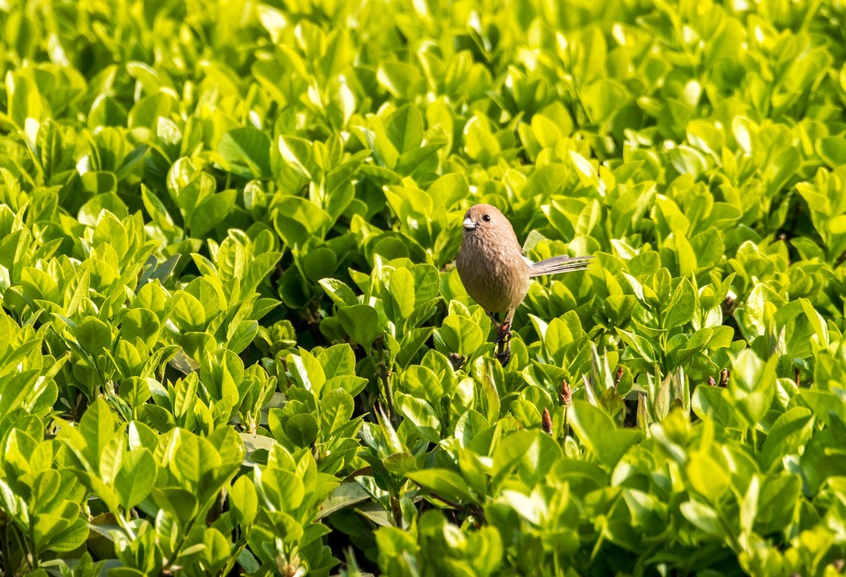 春天的粽头鸦雀（二）