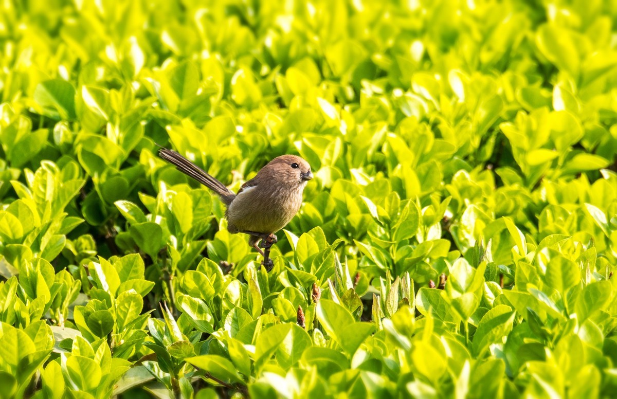 春天的粽头鸦雀（二）