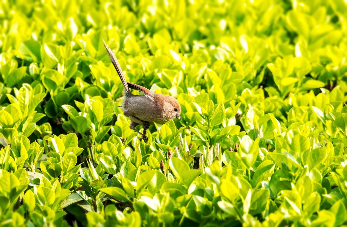 春天的粽头鸦雀（二）