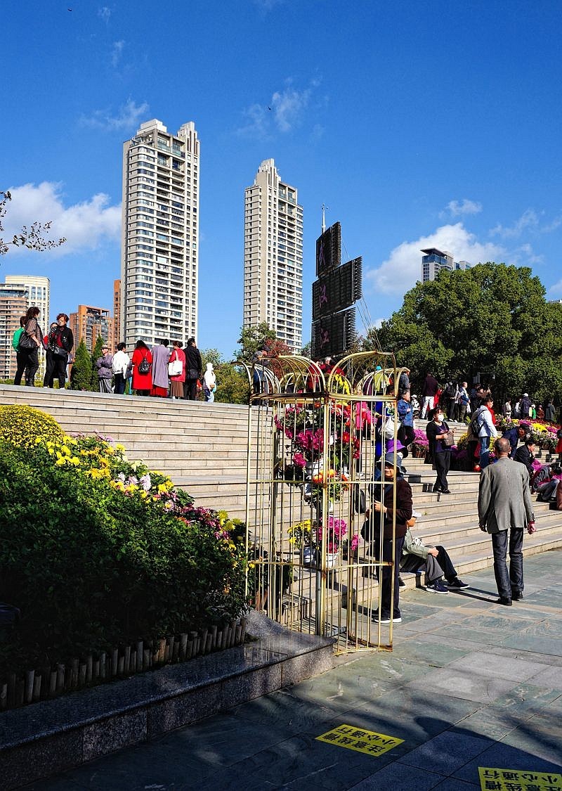 再见了，菊花。。。