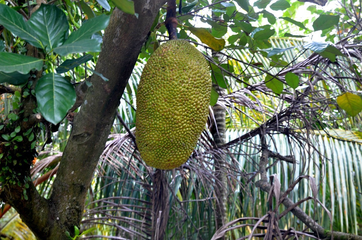 海南 万宁东澳水果园(二)