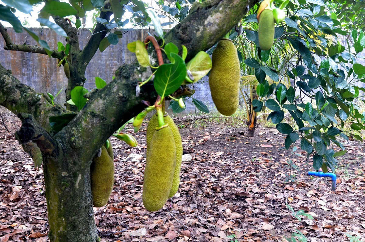 海南 万宁东澳水果园(二)