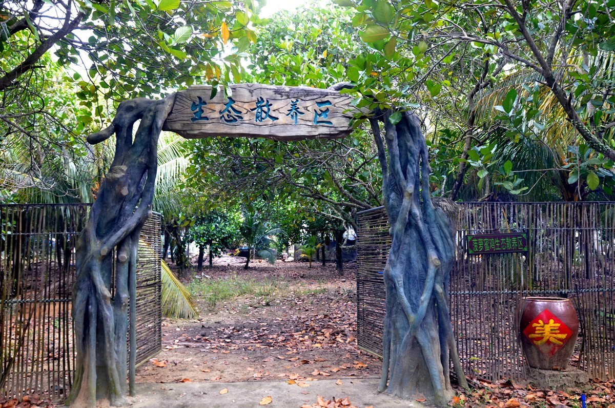 海南 万宁东澳水果园(二)