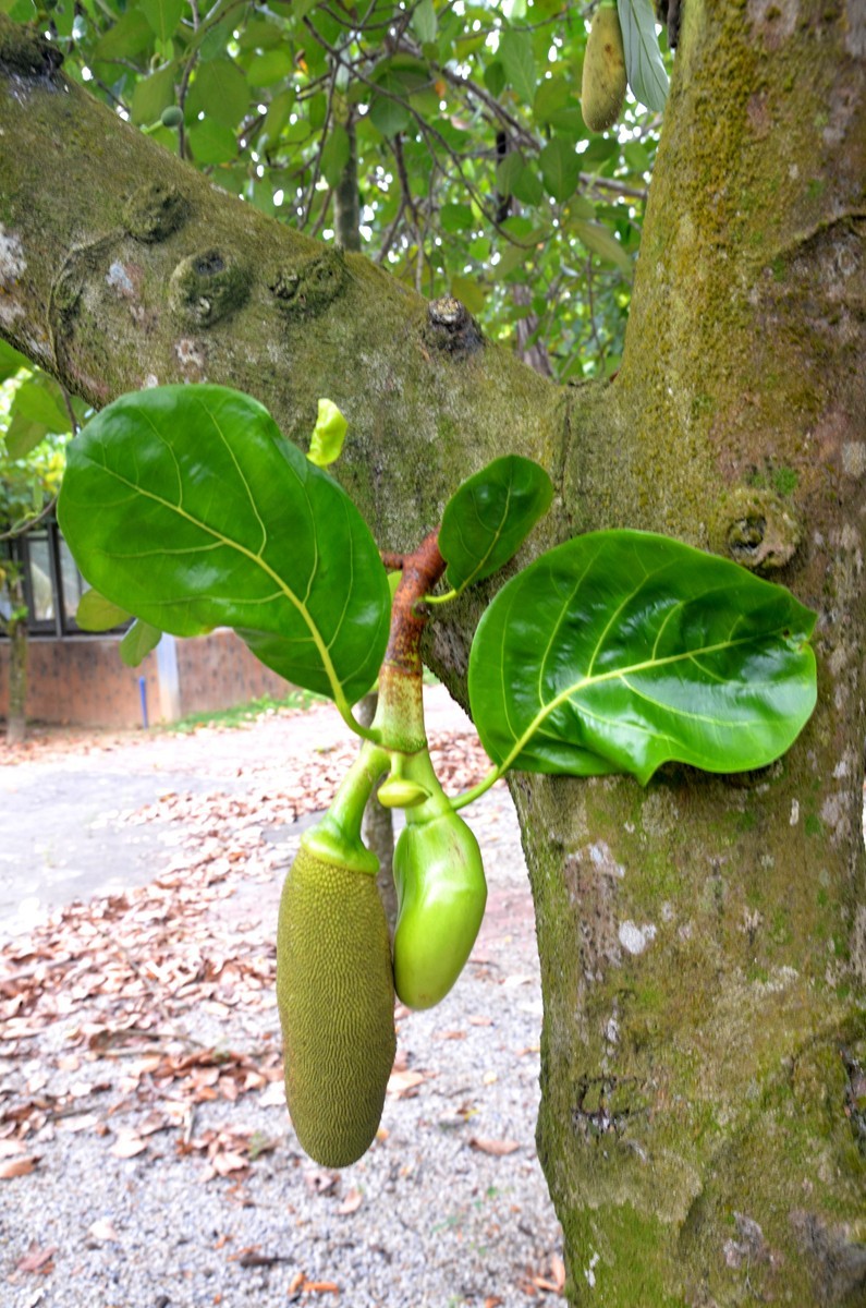 海南 万宁东澳水果园(二)