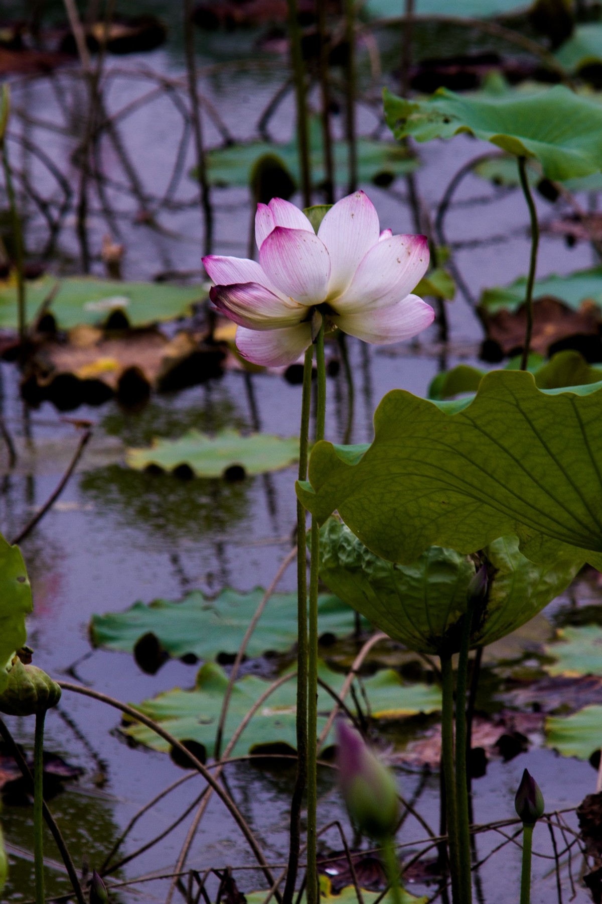 上班路上碰到一片荷花