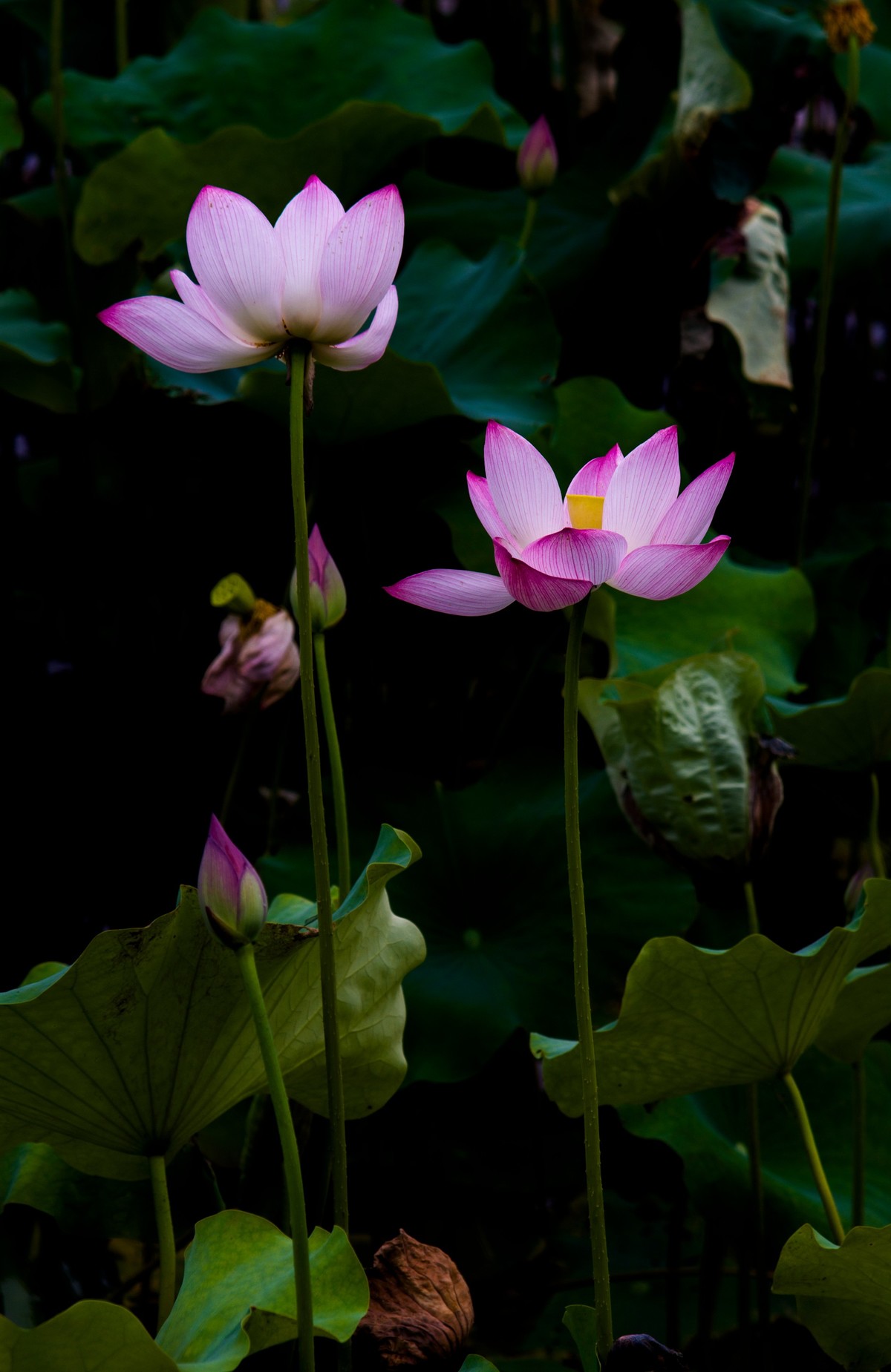 上班路上碰到一片荷花