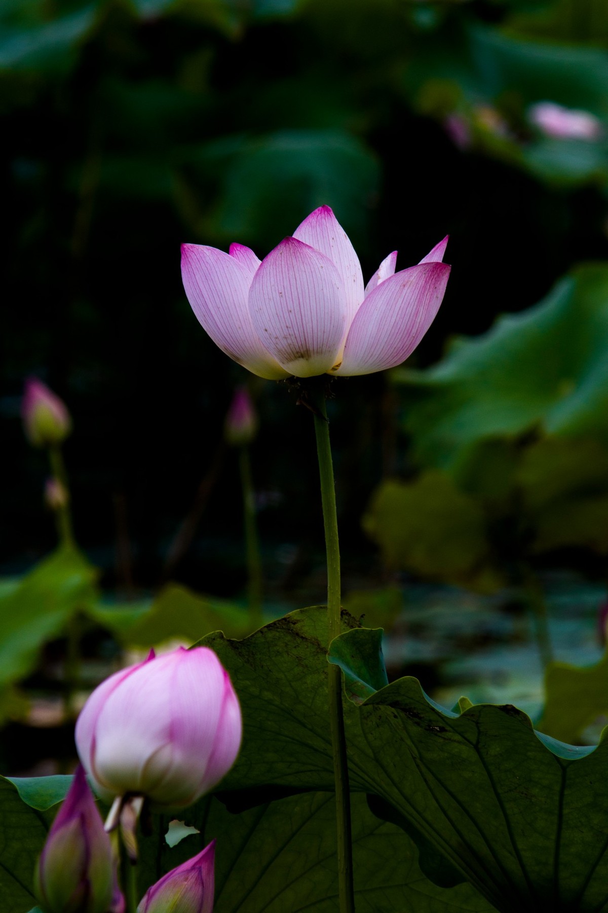 上班路上碰到一片荷花