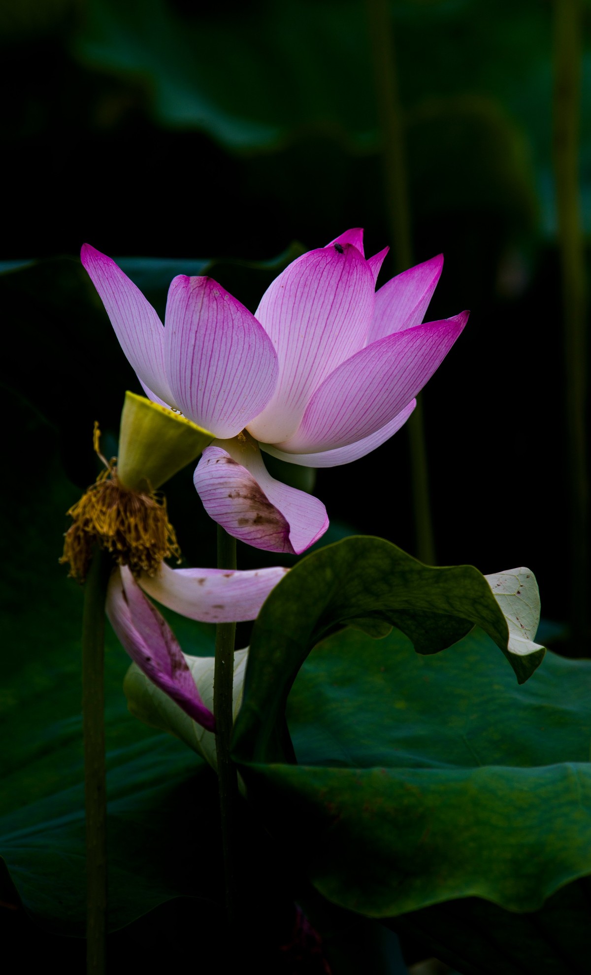 上班路上碰到一片荷花