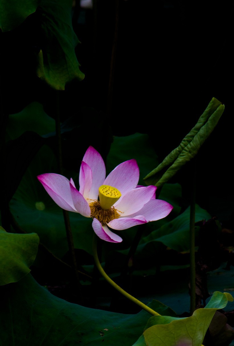 上班路上碰到一片荷花