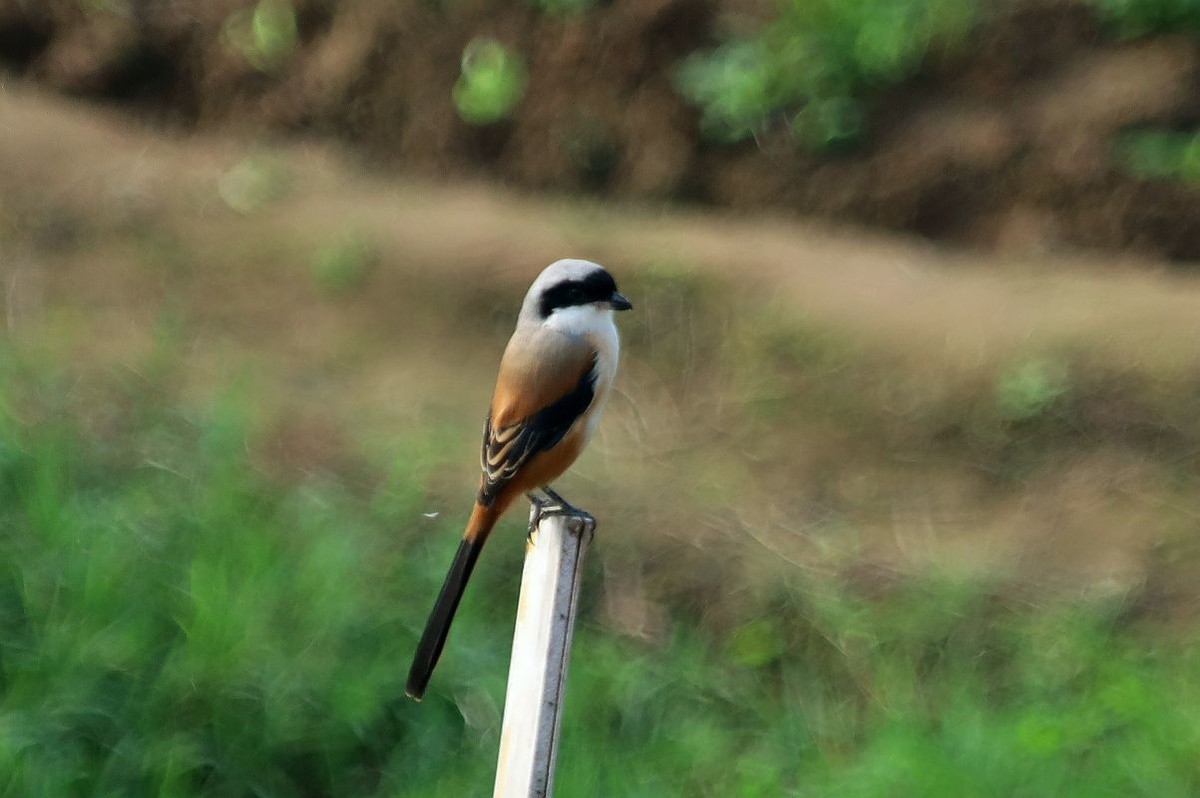 用了转接口的试机帖（一）