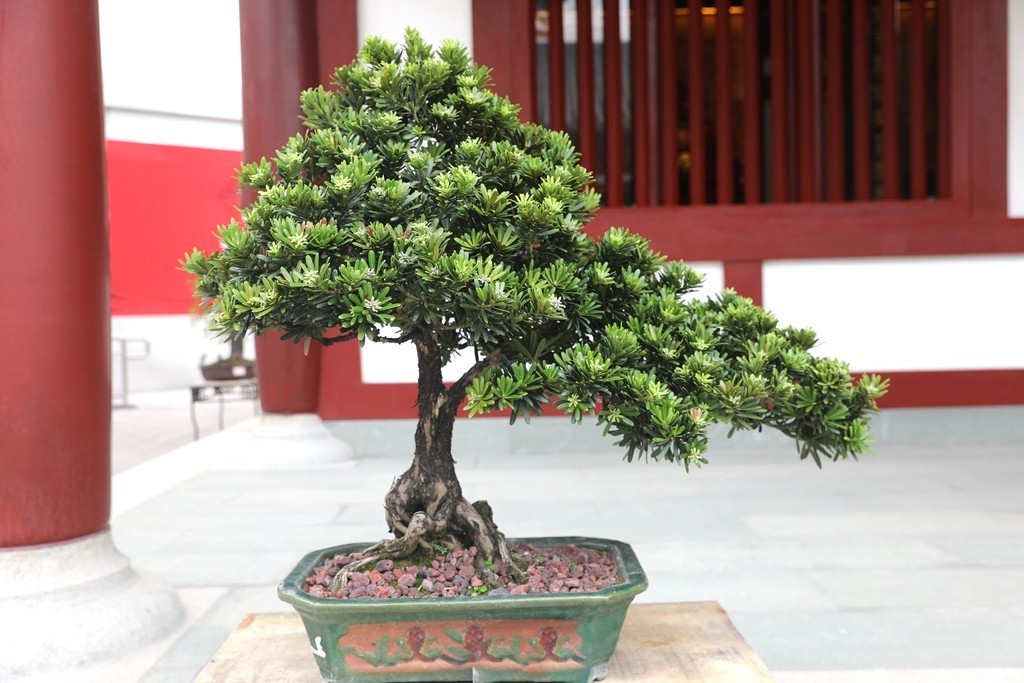 松树
