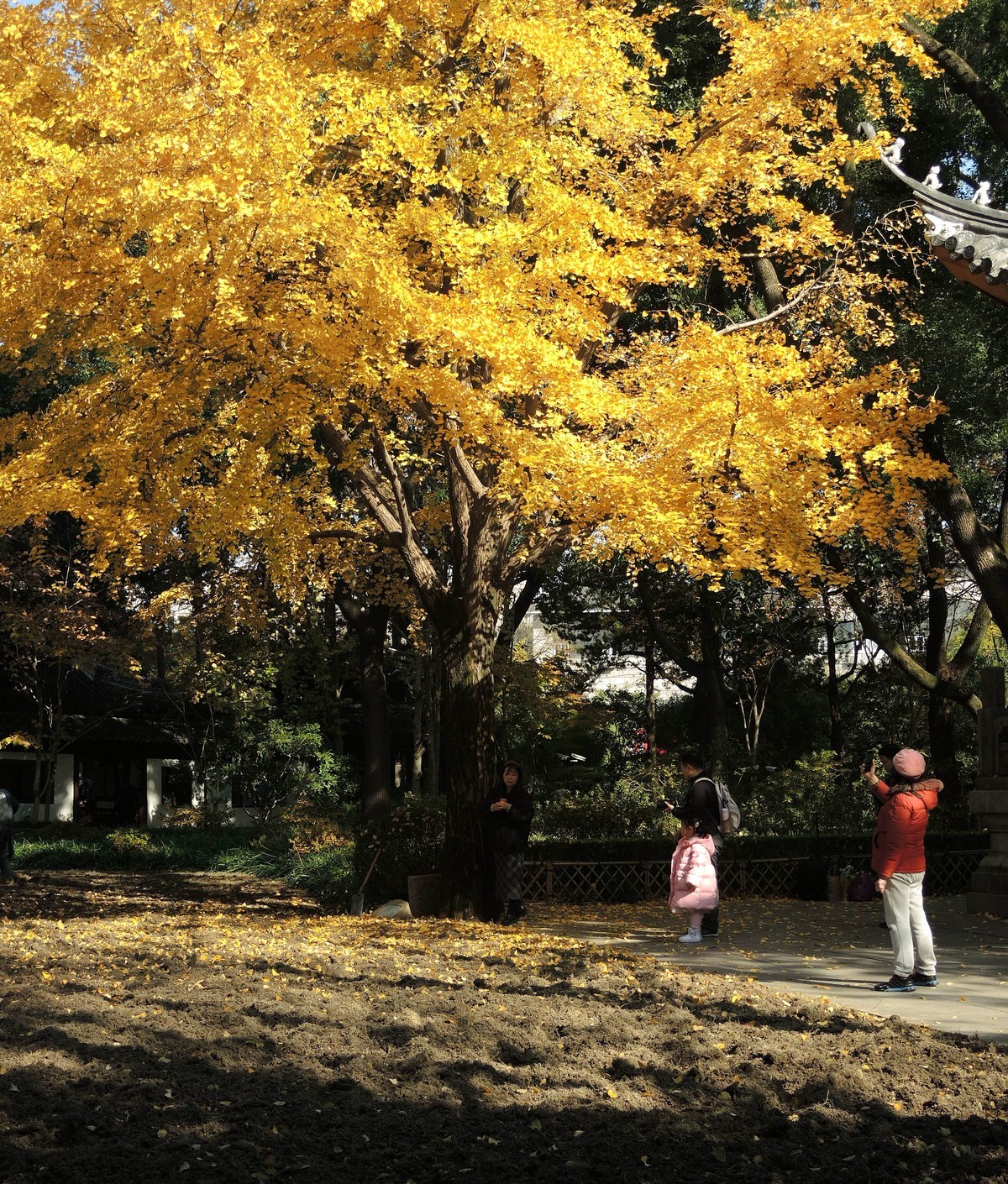 又是秋天的色彩