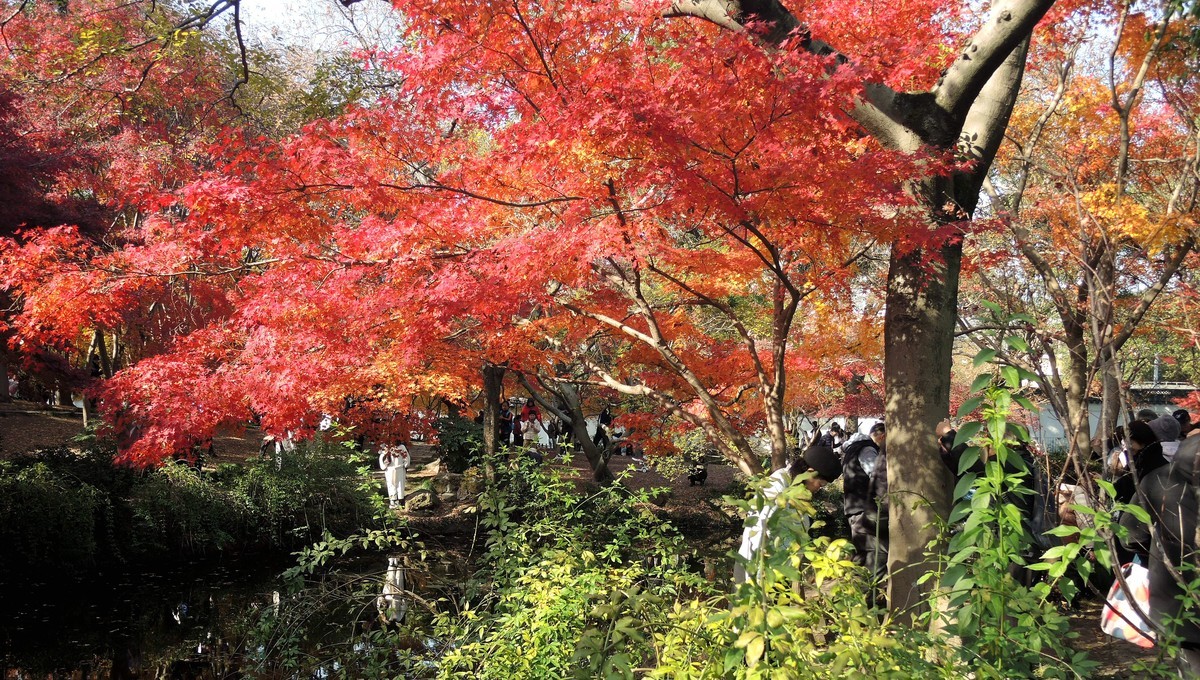 又是秋天的色彩