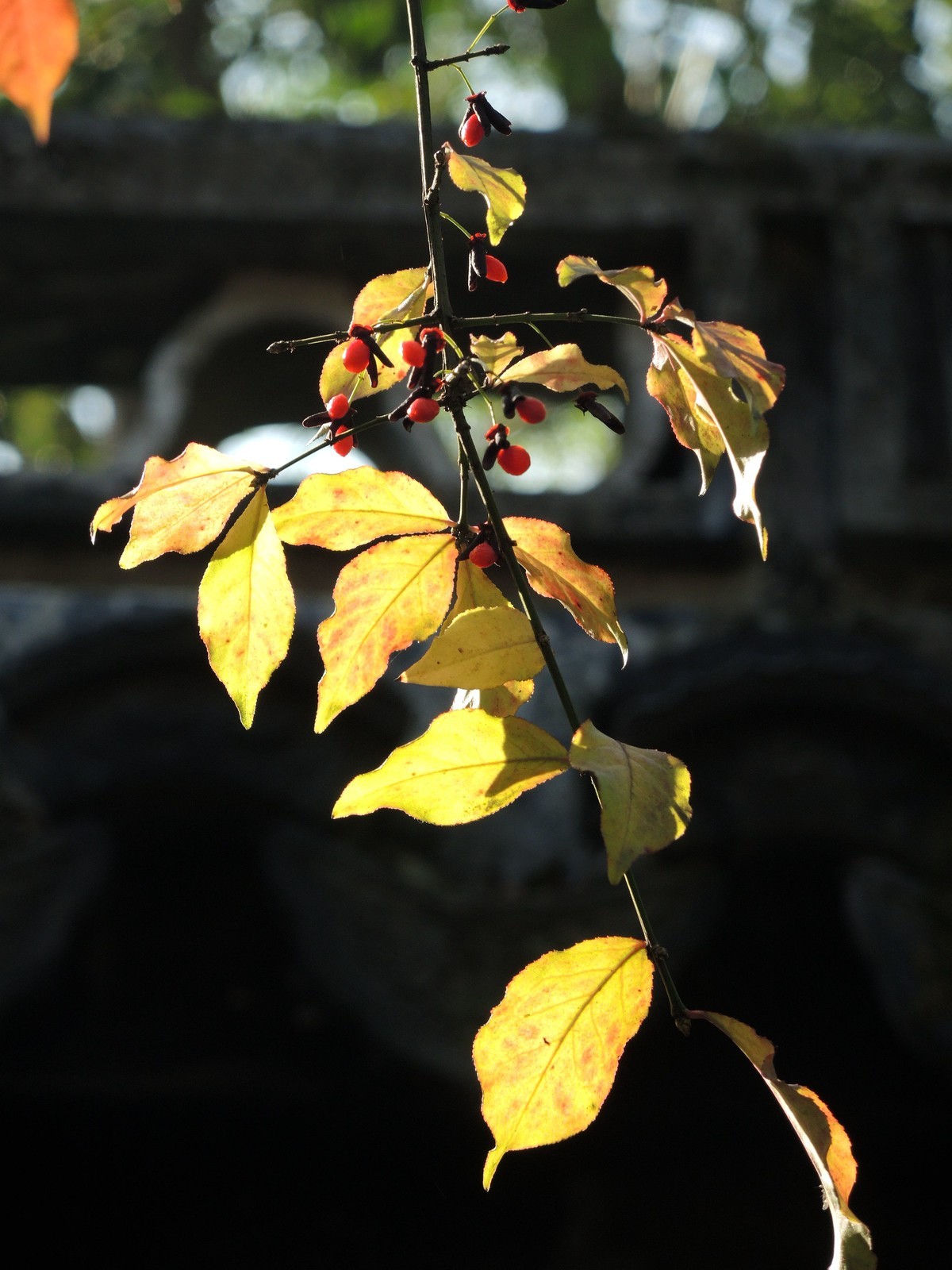 又是秋天的色彩