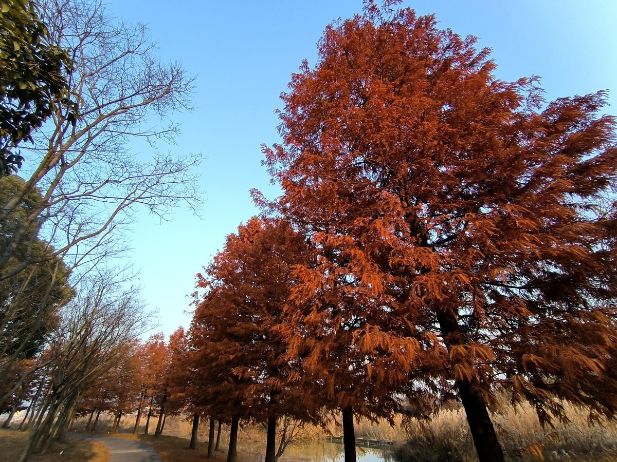 漫步星城 走街串巷（611）仰天湖公园